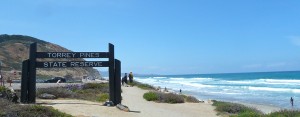 2 Torrey Pines State Reserve San Diego Always Half Price Mike Puckett DDM